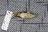  ( - MAR1868)  @12 [ ] Copyright (2013) Patrick Strutzenberger Senckenberg Natural History Collections Dresden