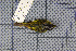  ( - MAR2042)  @13 [ ] Copyright (2013) Patrick Strutzenberger Senckenberg Natural History Collections Dresden