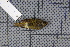  ( - MAR353)  @13 [ ] Copyright (2013) Patrick Strutzenberger Senckenberg Natural History Collections Dresden