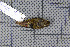  ( - MAR357)  @12 [ ] Copyright (2013) Patrick Strutzenberger Senckenberg Natural History Collections Dresden