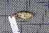  ( - MAR357)  @12 [ ] Copyright (2013) Patrick Strutzenberger Senckenberg Natural History Collections Dresden