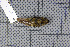  ( - MAR393)  @12 [ ] Copyright (2013) Patrick Strutzenberger Senckenberg Natural History Collections Dresden