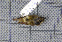  ( - MAR395)  @12 [ ] Copyright (2013) Patrick Strutzenberger Senckenberg Natural History Collections Dresden