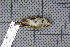  ( - MAR395)  @12 [ ] Copyright (2013) Patrick Strutzenberger Senckenberg Natural History Collections Dresden