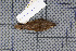  ( - MAR5747)  @13 [ ] Copyright (2013) Patrick Strutzenberger Senckenberg Natural History Collections Dresden