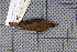 ( - MAR5778)  @13 [ ] Copyright (2013) Patrick Strutzenberger Senckenberg Natural History Collections Dresden
