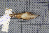 ( - MAR5779)  @13 [ ] Copyright (2013) Patrick Strutzenberger Senckenberg Natural History Collections Dresden