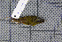  ( - MAR6989)  @13 [ ] Copyright (2013) Patrick Strutzenberger Senckenberg Natural History Collections Dresden