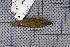  ( - MAR6990)  @11 [ ] Copyright (2013) Patrick Strutzenberger Senckenberg Natural History Collections Dresden