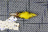  ( - MAR6990)  @11 [ ] Copyright (2013) Patrick Strutzenberger Senckenberg Natural History Collections Dresden