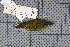  ( - MAR6993)  @11 [ ] Copyright (2013) Patrick Strutzenberger Senckenberg Natural History Collections Dresden