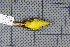  ( - MAR6993)  @11 [ ] Copyright (2013) Patrick Strutzenberger Senckenberg Natural History Collections Dresden