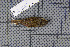  ( - MAR749)  @11 [ ] Copyright (2013) Patrick Strutzenberger Senckenberg Natural History Collections Dresden