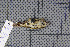  ( - MAR749)  @11 [ ] Copyright (2013) Patrick Strutzenberger Senckenberg Natural History Collections Dresden