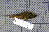  ( - MAR925)  @13 [ ] Copyright (2013) Patrick Strutzenberger Senckenberg Natural History Collections Dresden