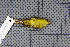  ( - MAR925)  @13 [ ] Copyright (2013) Patrick Strutzenberger Senckenberg Natural History Collections Dresden