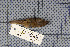  ( - MTD92)  @13 [ ] Copyright (2013) Patrick Strutzenberger Senckenberg Natural History Collections Dresden
