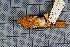  ( - MTD C 33597)  @11 [ ] Copyright (2014) Senckenberg Natural History Collections Dresden Senckenberg Natural History Collections Dresden