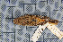  ( - MTD C 33598)  @11 [ ] Copyright (2014) Senckenberg Natural History Collections Dresden Senckenberg Natural History Collections Dresden