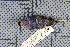  ( - MTD C 44867)  @11 [ ] Copyright (2014) Senckenberg Natural History Collections Dresden Senckenberg Natural History Collections Dresden