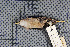  ( - MTD C 44867)  @11 [ ] Copyright (2014) Senckenberg Natural History Collections Dresden Senckenberg Natural History Collections Dresden