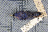  ( - MTD C 44869)  @11 [ ] Copyright (2014) Senckenberg Natural History Collections Dresden Senckenberg Natural History Collections Dresden