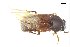  ( - CNCAJB18-143)  @11 [ ] CreativeCommons  Attribution Non-Commercial ShareAlike (2042) Unspecified Canadian National Collection of Insects