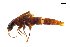  ( - CNCAJB18-148)  @11 [ ] CreativeCommons  Attribution Non-Commercial ShareAlike (2047) Unspecified Canadian National Collection of Insects