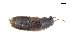  ( - CNCAJB18-160)  @11 [ ] CreativeCommons  Attribution Non-Commercial ShareAlike (2059) Unspecified Canadian National Collection of Insects