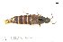  ( - CNCAJB18-168)  @11 [ ] CreativeCommons  Attribution Non-Commercial ShareAlike (2067) Unspecified Canadian National Collection of Insects