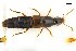 ( - CNCAJB18-169)  @11 [ ] CreativeCommons  Attribution Non-Commercial ShareAlike (2068) Unspecified Canadian National Collection of Insects
