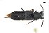  ( - CNCAJB18-27)  @11 [ ] CreativeCommons  Attribution Non-Commercial ShareAlike (2018) Unspecified Canadian National Collection of Insects