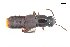  ( - CNCAJB18-33)  @11 [ ] CreativeCommons  Attribution Non-Commercial ShareAlike (2018) Unspecified Canadian National Collection of Insects