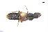  ( - CNCAJB18-35)  @11 [ ] CreativeCommons  Attribution Non-Commercial ShareAlike (2018) Unspecified Canadian National Collection of Insects