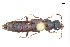  ( - CNCAJB18-36)  @11 [ ] CreativeCommons  Attribution Non-Commercial ShareAlike (2018) Unspecified Canadian National Collection of Insects