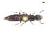  ( - CNCAJB18-38)  @11 [ ] CreativeCommons  Attribution Non-Commercial ShareAlike (2018) Unspecified Canadian National Collection of Insects