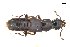  ( - CNCAJB18-39)  @11 [ ] CreativeCommons  Attribution Non-Commercial ShareAlike (2018) Unspecified Canadian National Collection of Insects
