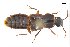  ( - CNCAJB18-77)  @11 [ ] CreativeCommons  Attribution Non-Commercial ShareAlike (2018) Unspecified Canadian National Collection of Insects