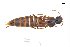  ( - CNCAJB18-79)  @11 [ ] CreativeCommons  Attribution Non-Commercial ShareAlike (2018) Unspecified Canadian National Collection of Insects