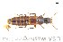  ( - CNCAJB18-80)  @11 [ ] CreativeCommons  Attribution Non-Commercial ShareAlike (2018) Unspecified Canadian National Collection of Insects