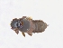  ( - CNCAJB19-82)  @11 [ ] CreativeCommons  Attribution Non-Commercial ShareAlike (2019) Unspecified Canadian National Collection of Insects