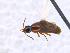  ( - CNCAJB19-84)  @11 [ ] CreativeCommons  Attribution Non-Commercial ShareAlike (2019) Unspecified Canadian National Collection of Insects