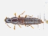  ( - CNCAJB19-86)  @11 [ ] CreativeCommons  Attribution Non-Commercial ShareAlike (2019) Unspecified Canadian National Collection of Insects