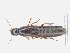  ( - CNCAJB19-87)  @11 [ ] CreativeCommons  Attribution Non-Commercial ShareAlike (2019) Unspecified Canadian National Collection of Insects