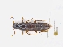  ( - CNCAJB19-89)  @11 [ ] CreativeCommons  Attribution Non-Commercial ShareAlike (2019) Unspecified Canadian National Collection of Insects
