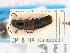  ( - CNCAJB19-152)  @11 [ ] CreativeCommons  Attribution Non-Commercial ShareAlike (2019) Unspecified Canadian National Collection of Insects