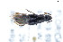  ( - CNCAJB22-035)  @11 [ ] CreativeCommons  Attribution Non-Commercial ShareAlike (2022) Unspecified Canadian National Collection of Insects