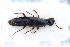  ( - CNCAJB22-057)  @11 [ ] CreativeCommons  Attribution Non-Commercial ShareAlike (2022) Unspecified Canadian National Collection of Insects