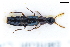  ( - CNCAJB22-061)  @11 [ ] CreativeCommons  Attribution Non-Commercial ShareAlike (2022) Unspecified Canadian National Collection of Insects