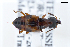  ( - CNCAJB22-089)  @11 [ ] CreativeCommons  Attribution Non-Commercial ShareAlike (2022) Unspecified Canadian National Collection of Insects